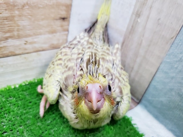 オカメインコ