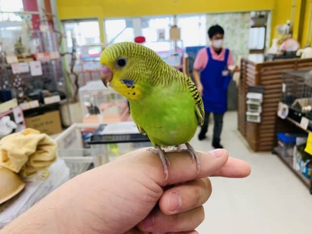 セキセイインコ