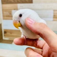 べたなれになってきました♡コザクラインコ(バイオレットイノ)さん☆