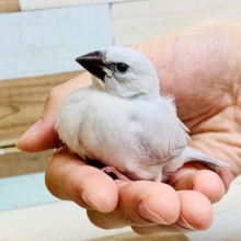ケースを開けると出てきてくれます♪シルバー文鳥さん☆