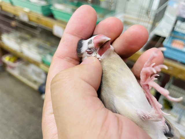 最新画像有り☆お顔に白がチャームポイント♪桜文鳥の「ホーちゃん」！