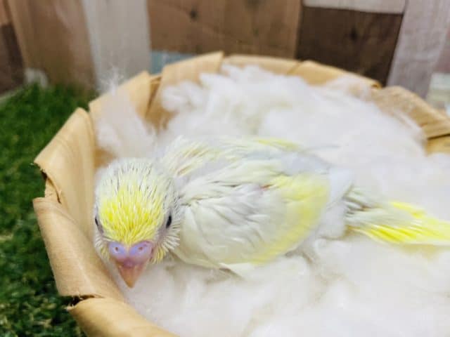 優しい色合いの人気カラーのコ！セキセイインコのクリームカラー！