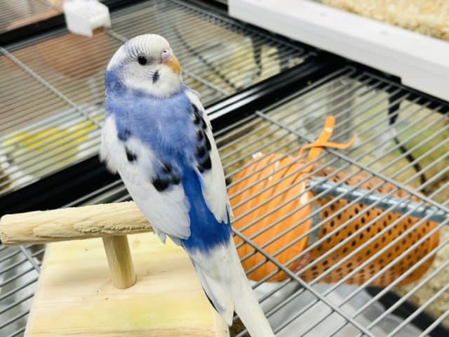 セキセイインコ