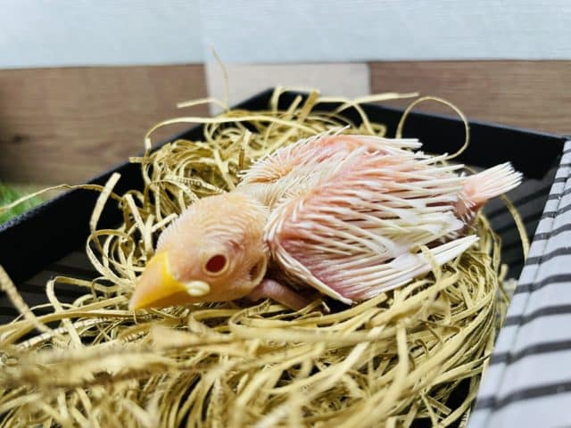 なかなかお目にかかれない赤目の子！アルビノ文鳥！