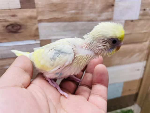 セキセイインコ