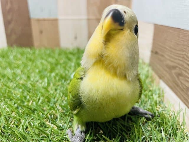 コザクラインコ（小桜インコ）