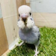 最新画像有り☆落ち着きを感じるカラーのヒナさん！セキセイインコのオパーリンカラー！