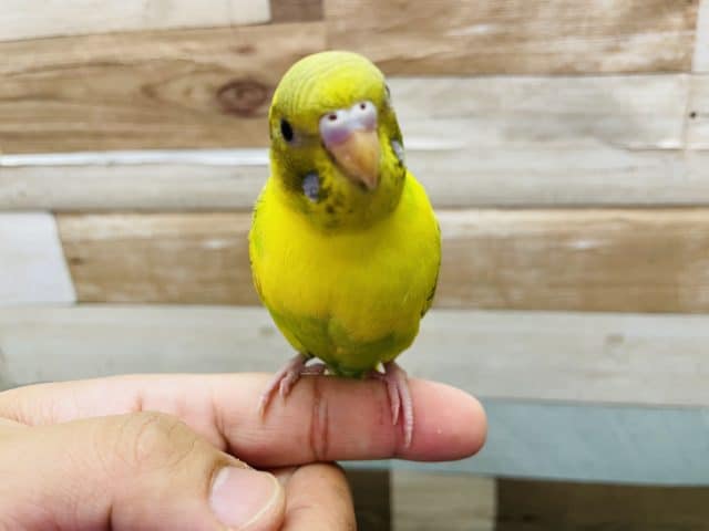 セキセイインコ