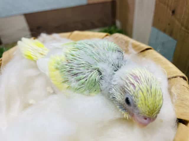 セキセイインコ