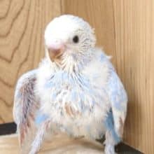 わたわた〜ふわふわ〜｡oOセキセイインコ(スパングル)ヒナ