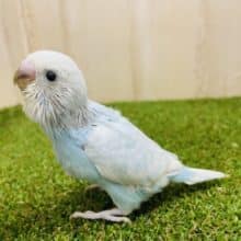 必見‼️  お空のようなセキセイさん！　セキセイインコ　スパングル