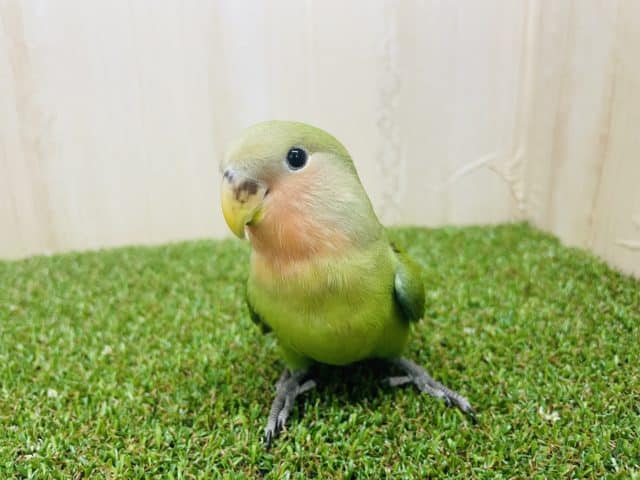 コザクラインコ（小桜インコ）