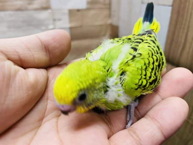 セキセイインコ