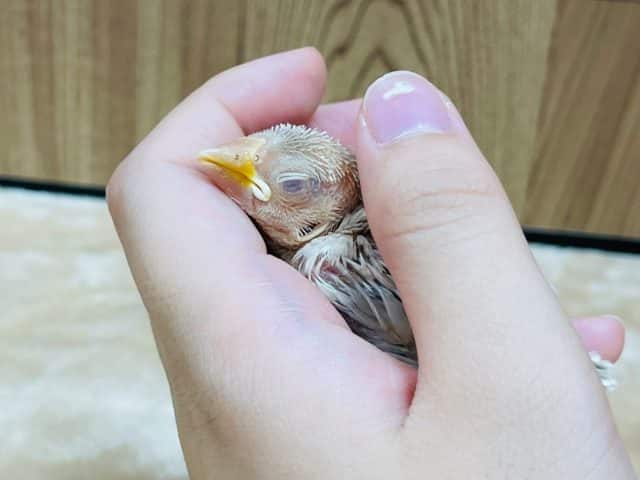 シナモン文鳥