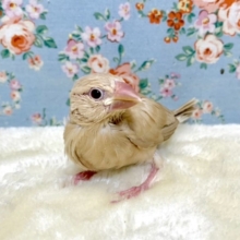 シナモン文鳥  ‪‪🐥  10/11