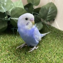 最新画像になりますよ！！いまどきどきどきキュートなセキセイさん！　セキセイインコ　ブルースパングル