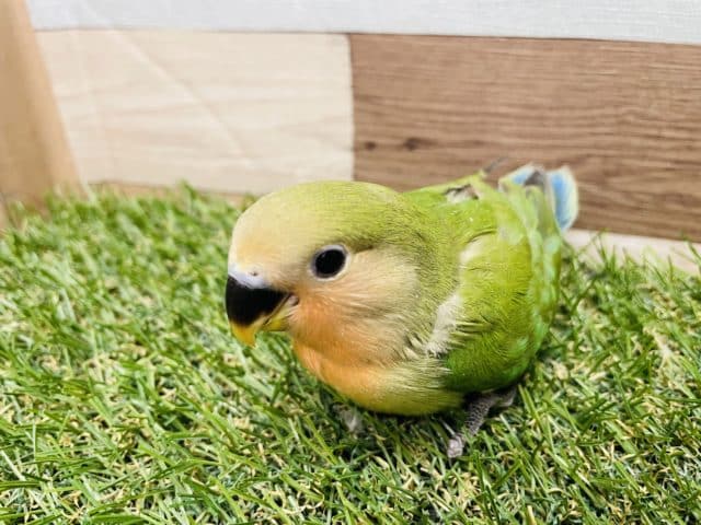 コザクラインコ（小桜インコ）