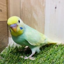 最新画像有り☆宝石のように美しいヒナさん！！セキセイインコのパステルカラーレインボーパイドカラー！