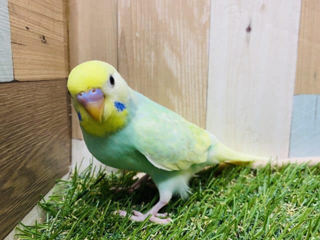 最新画像有り☆宝石のように美しいヒナさん！！セキセイインコのパステルカラーレインボーパイドカラー！