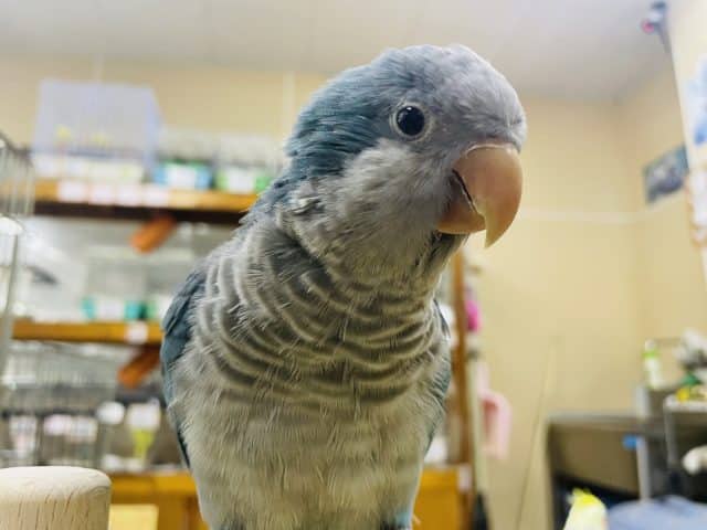 オキナインコ