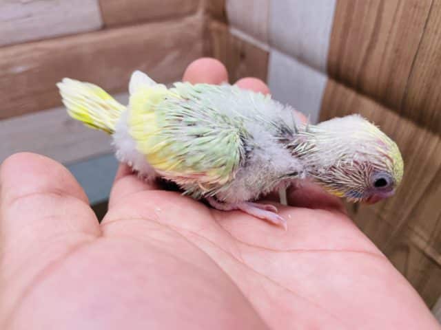 セキセイインコ