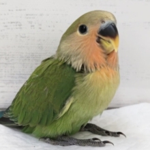 人気のコザクラさん～🌸　コザクラインコ(ノーマル)