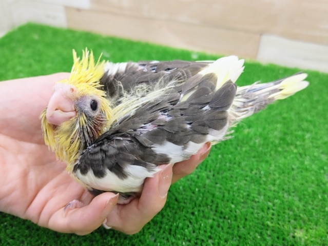 オカメインコ