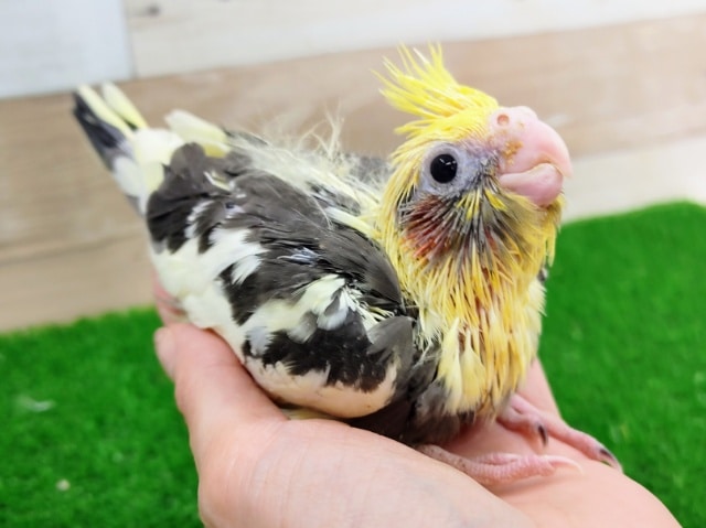 オカメインコ