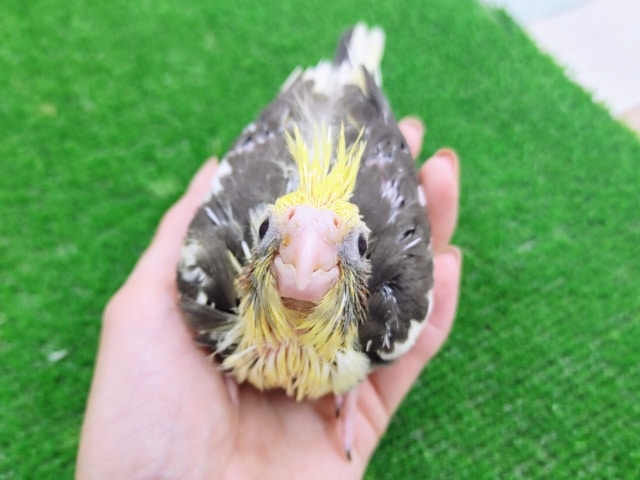 オカメインコ