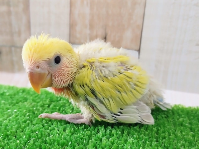 コザクラインコ（小桜インコ）