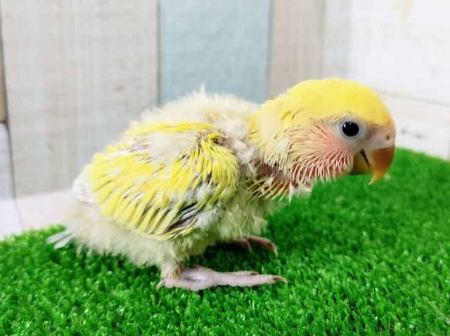 コザクラインコ（小桜インコ）