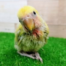 コザクラインコさん(シナモン)のヒナ入荷しました〜❤