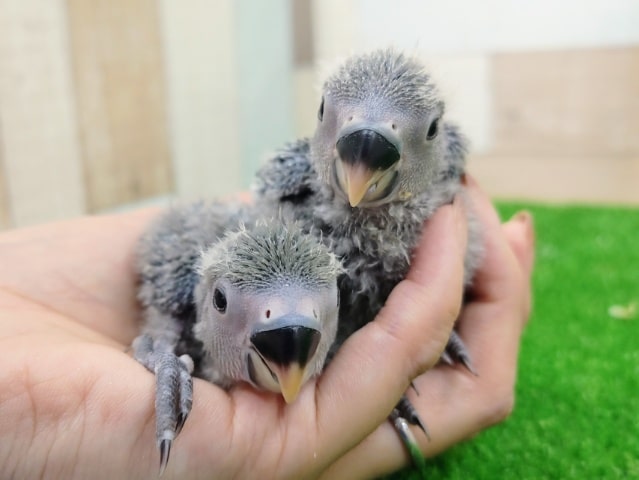 コザクラインコ（小桜インコ）