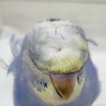 最新画像更新です。わっしょい羽衣セキセイインコパステルレインボーその2