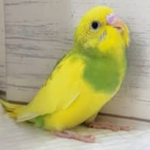 黄色と緑のパイドカラー🌟　セキセイインコ(パイド)