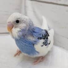 色合いが空と雲～⛅　セキセイインコ(パイド)