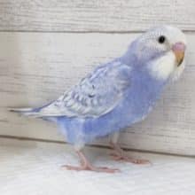 美しいカラーリングが魅力～🫧　セキセイインコ(スパングル)
