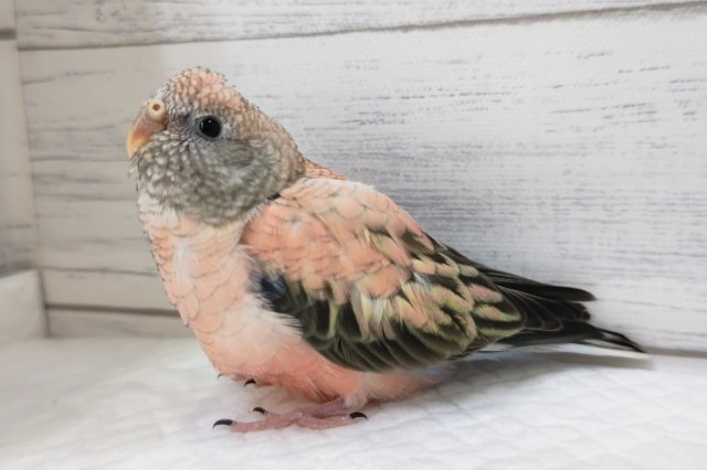 アキクサインコ（秋草インコ）