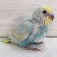 レインボーキレイですよぉ～🌈　セキセイインコ(パステルレインボー)