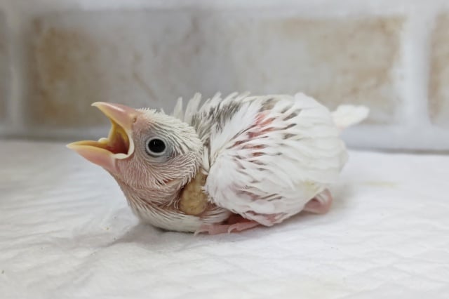 文鳥さんのヒナ来ましたよぉ～🐣　白文鳥🤍