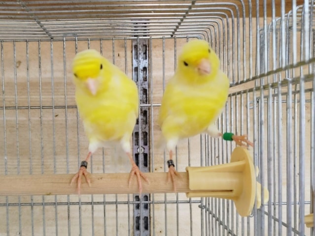 黄色い鳥さん🟡レモンカナリア♀〜❤