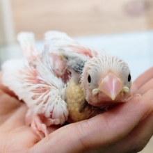 うぶうぶ❤白文鳥のヒナ入荷しました〜❤