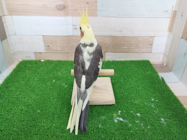 オカメインコ