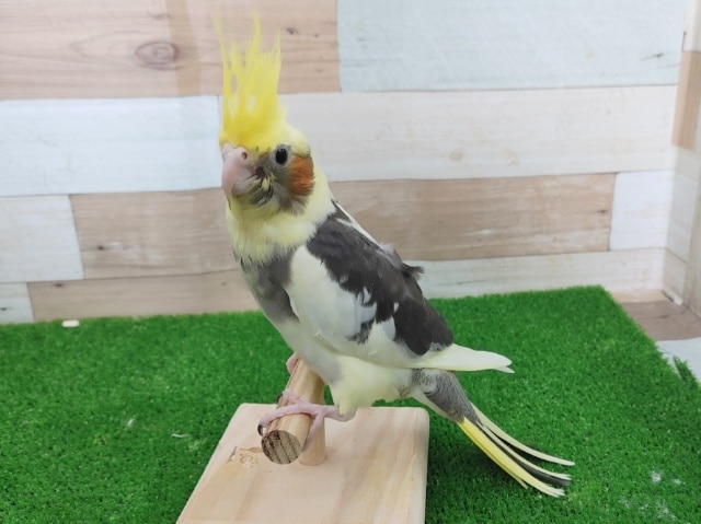 オカメインコ