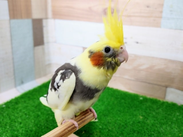 最新画像更新❤オカメインコさん(パイド)入荷しました〜❤