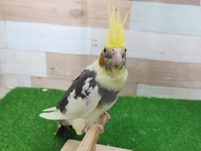 オカメインコ