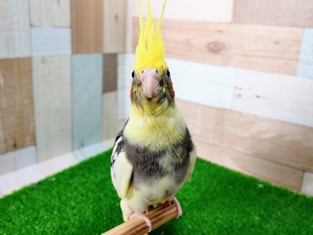 オカメインコ