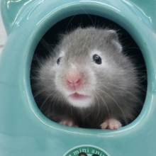 モフモフですから。セーブルハムスター入荷。