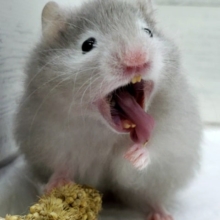 モフモフですよ、セーブルハムスター入荷