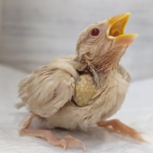 このカラーリングたまらない🐣　シナモン文鳥